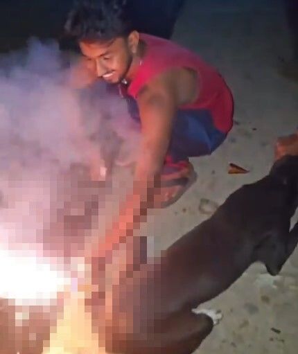 철없는 10대들이 강아지 꼬리에 폭죽을 설치한 영상이 공개돼 충격을 주고 있다. (사진=@TheJonyVerma) *재판매 및 DB 금지 / 사진 = 뉴시스