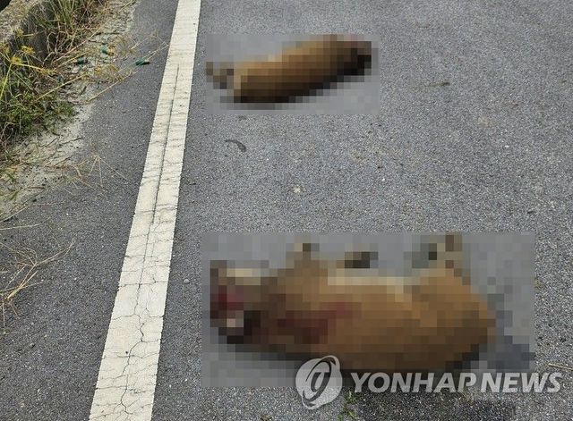 25일 충남 당진시 일대에서 멧돼지 20여마리가 한꺼번에 출몰했다는 신고가 잇따라 접수돼 관계 당국이 멧돼지 포획에 나서고 있다. 사진은 사살된 멧돼지. [충남 당진소방서 제공. 재판매 및 DB 금지] / 사진 = 연합뉴스