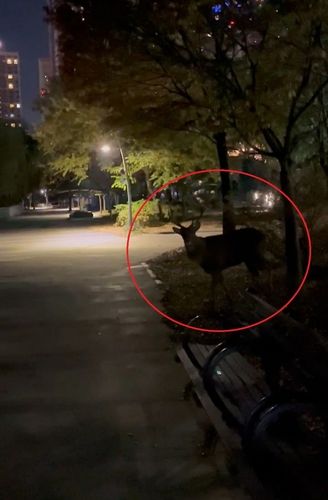 6일 오전 광교호수공원에 나타난 사슴[독자 최씨 제공. 재판매 및 DB 금지] / 사진 = 연합뉴스
