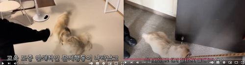 [댕쪽이상담소 유튜브 캡처. DB 및 재판매 금지] / 사진 = 연합뉴스