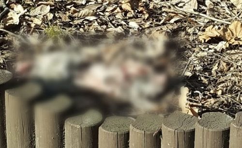 인천서 발견된 고양이 사체[동물자유연대 제공. 재판매 및 DB 금지] / 사진 = 연합뉴스