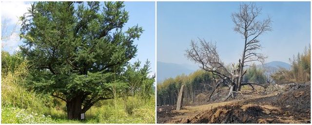 산불 피해를 입기 전 촬영된 경남 하동 두양리 은행나무(왼쪽)와 불에 탄 현재 모습. (사진=하동군 제공, 국가유산청 국가유산포털 캡처) *재판매 및 DB 금지 / 사진 = 뉴시스