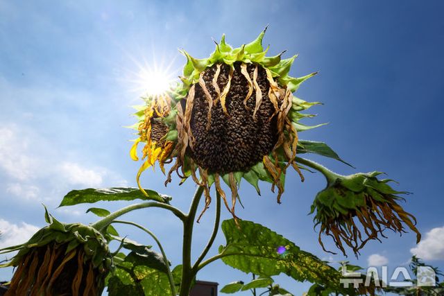청주 낮 기온 26.1도, 3월 역대 최고 기록... 
