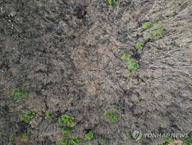 지난 22일부터 27일까지 엿새 동안 대형 산불이 이어진 울산시 울주군 온양읍 대운산 일대가 28일 검게 타 그을려 있다. 2025.3.28&nbsp; / 사진 = 연합뉴스
