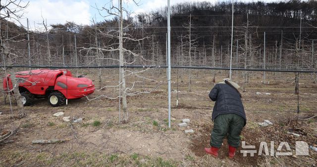 산불 피해 주민들이 지난달 29일 오후 경북 의성군 사촌리 한 사과농장에서 죽은 나무를 뽑아내고 새 묘목을 심고 있다. 2025.03.29. / 사진 = 뉴시스