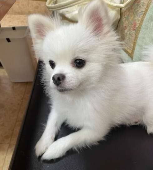 사진=온라인 커뮤니티