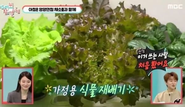 MBC '전지적 참견 시점'