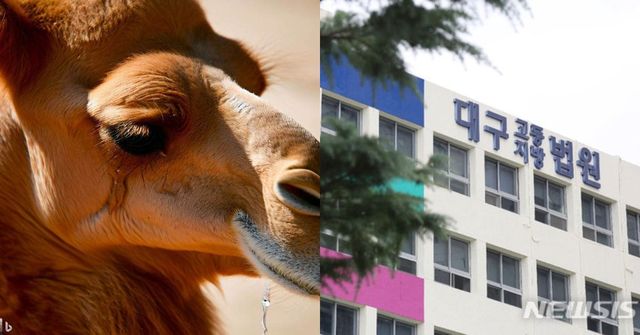 사진=낙타의 눈물(기사 내용을 바탕으로 생성한 Ai 이미지), 뉴시스