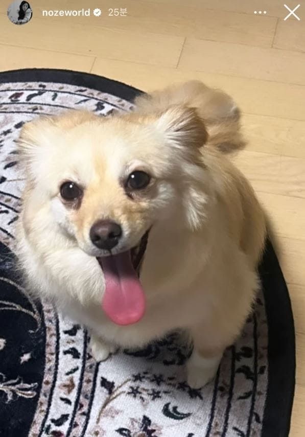 노제 인스타그램