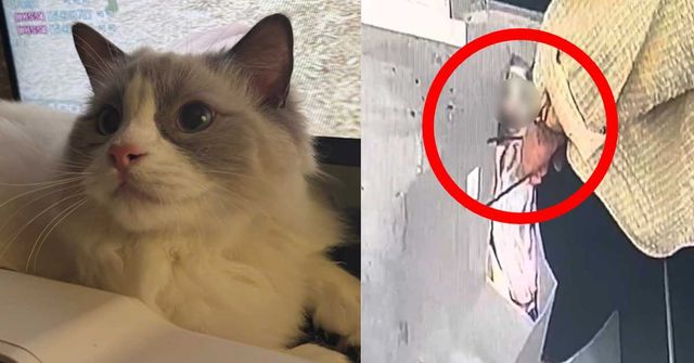 케어 공식 인스타그램