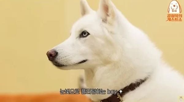 유튜브 '강형욱의 보듬TV'