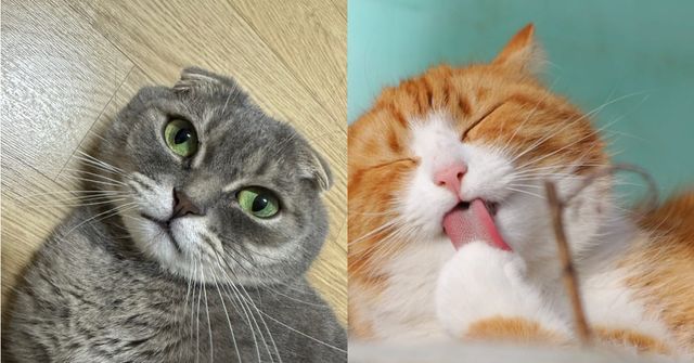 사진=고양이(미리캔버스)