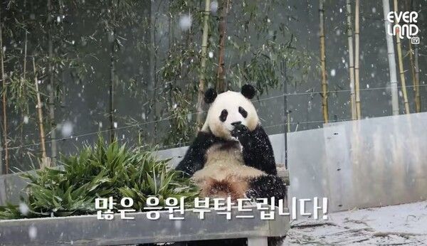 사진 = 에버랜드 유튜브채널