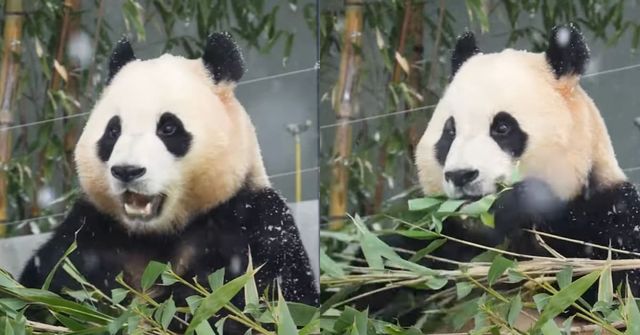 사진 = 에버랜드 유튜브채널