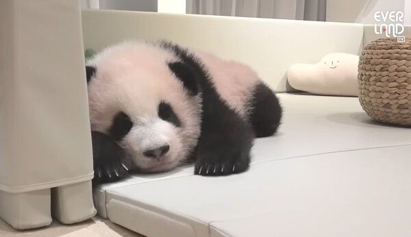 사진 = 에버랜드 유튜브채널