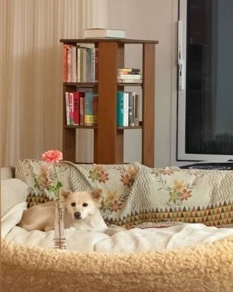 이효리 인스타그램