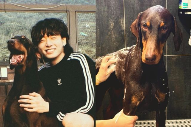 인스타그램 @bowwow_bam