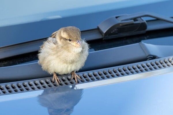 ⓒ게티이미지뱅크(자동차 새)