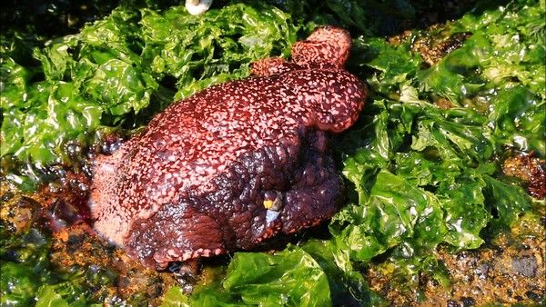 ⓒ게티이미지뱅크(군소)