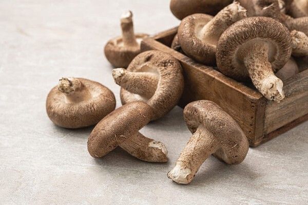 ⓒ게티이미지뱅크(표고버섯)