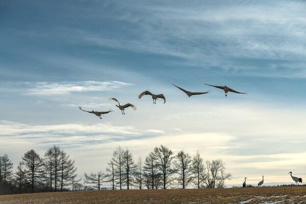 ⓒ게티이미지뱅크(흑두루미)