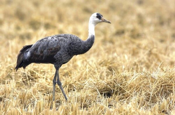 ⓒ게티이미지뱅크(흑두루미)