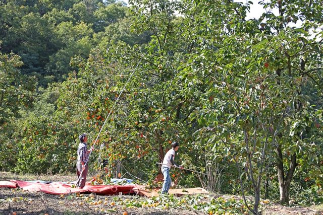 ⓒ게티이미지뱅크(감나무)