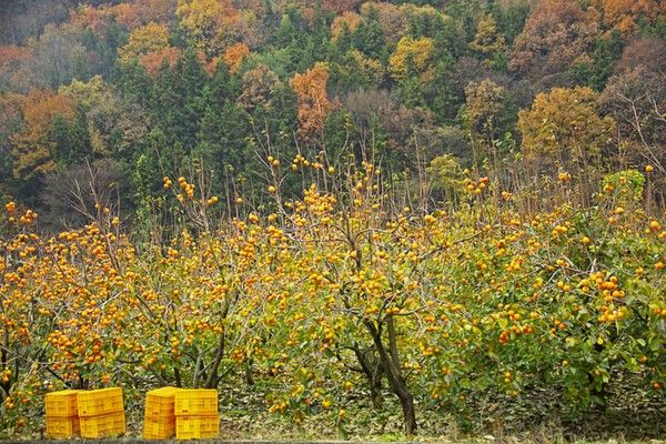 ⓒ게티이미지뱅크(감나무)