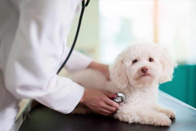 ⓒ게티이미지뱅크(강아지)