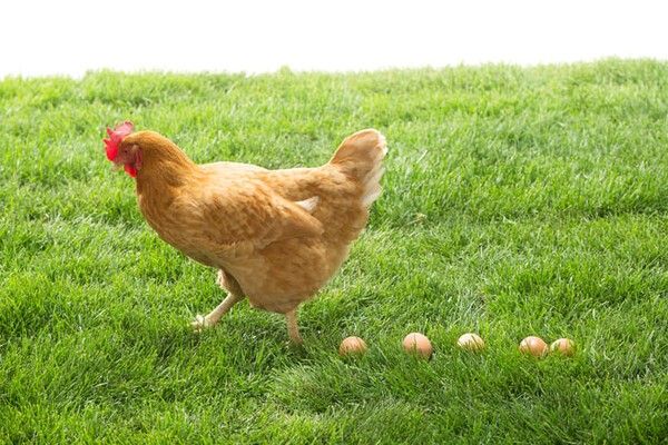 ⓒ게티이미지뱅크(계란)