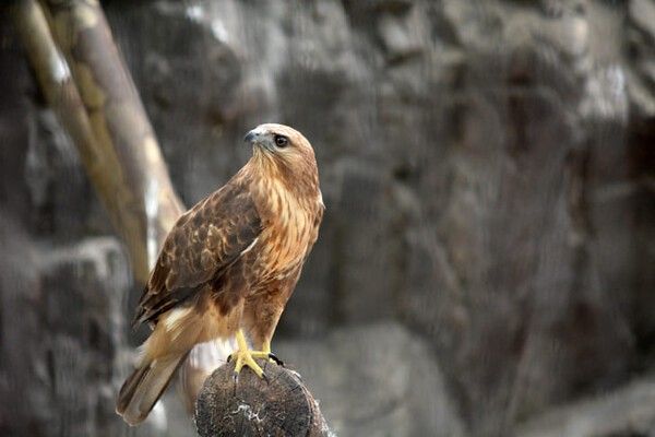 ⓒ게티이미지뱅크(알락개구리매)