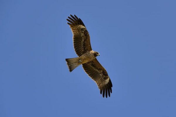 ⓒ게티이미지뱅크(알락개구리매)