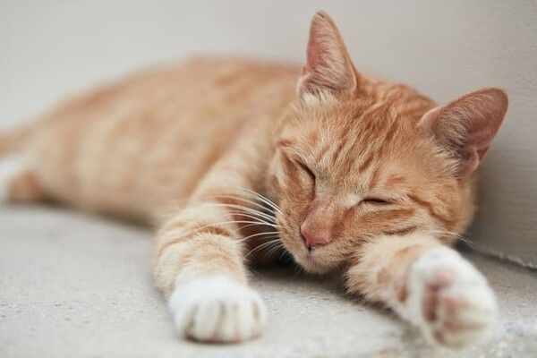 ⓒ게티이미지뱅크(고양이)