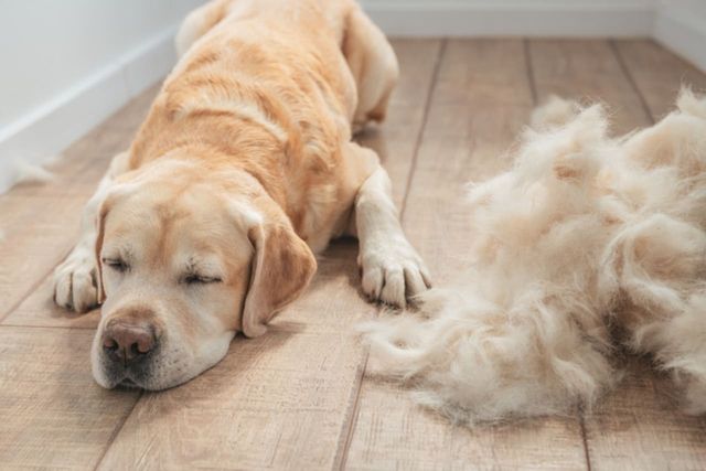 ⓒ게티이미지뱅크(반려동물 털갈이)