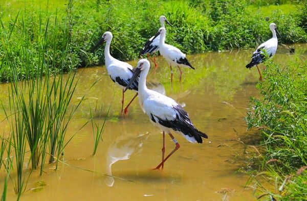 ⓒ게티이미지뱅크(황새)