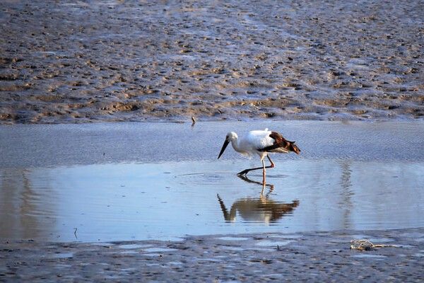 ⓒ게티이미지뱅크(황새)