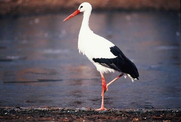 ⓒ게티이미지뱅크(황새)