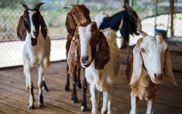 ⓒ게티이미지뱅크(염소)