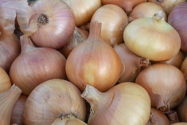 ⓒ게티이미지뱅크(양파)