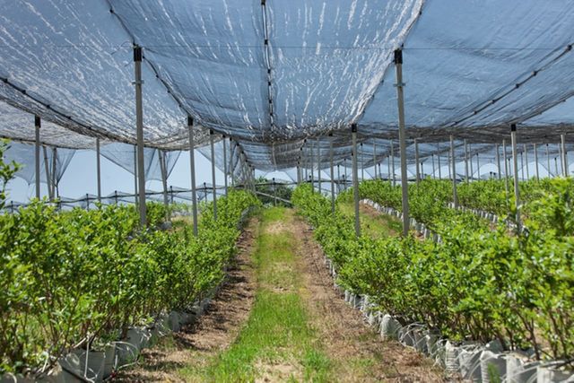 ⓒ게티이미지뱅크(과일 재배)