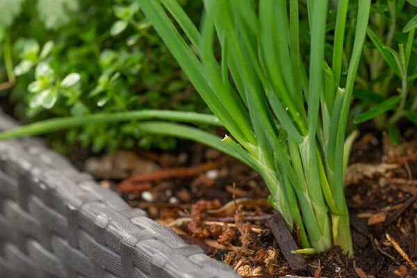 ⓒ게티이미지뱅크(대파)