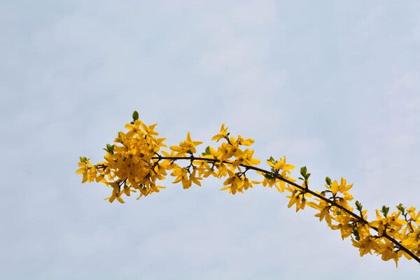 ⓒ게티이미지뱅크(개나리)