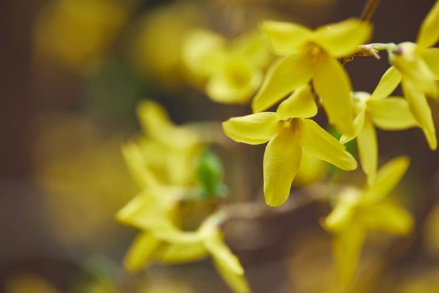 ⓒ게티이미지뱅크(개나리)