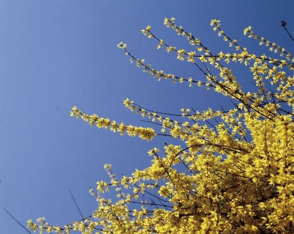 ⓒ게티이미지뱅크(개나리)