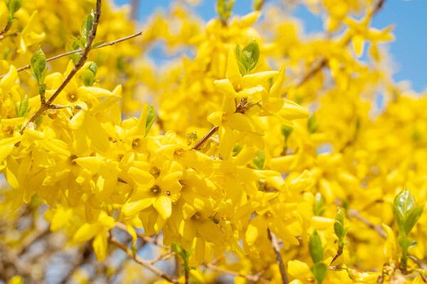 ⓒ게티이미지뱅크(개나리)