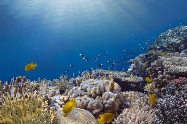 ⓒ게티이미지뱅크(바닷속)