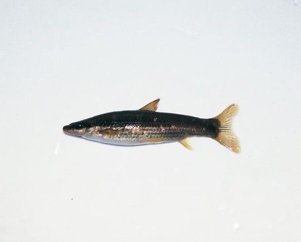 ⓒ게티이미지뱅크(돌고기)