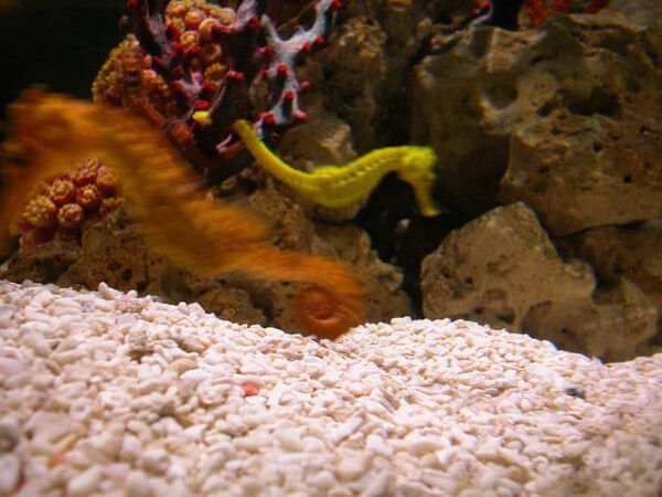 ⓒ게티이미지뱅크(해마)