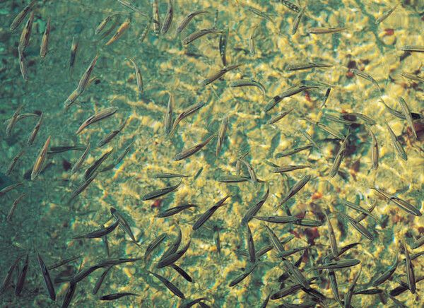 ⓒ게티이미지뱅크(피라미)