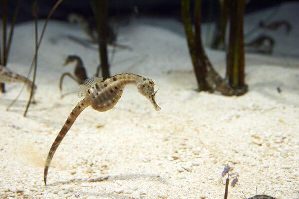 ⓒ게티이미지뱅크(해마)